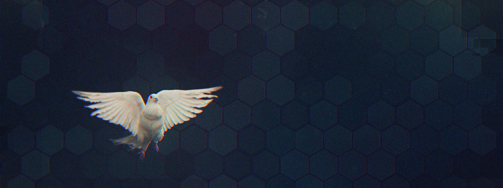 White dove in flight against a dark background, symbolizing the Holy Spirit